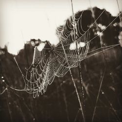 Close-up of spider web on leaf