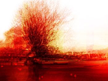 Reflection of trees in water during sunset