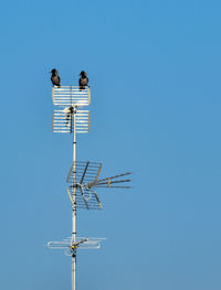 Low angle view of bird perching on a pole