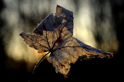 Close-up of dry maple leaves on tree