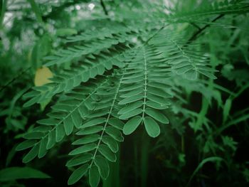 Close-up of green leaves