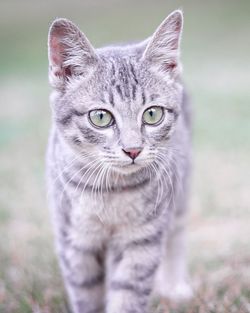 Close-up portrait of cat on field
