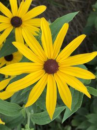 Close-up of wet yellow flower