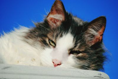 Close-up of cat against blue sky