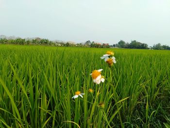 View of flowering plants on field against sky