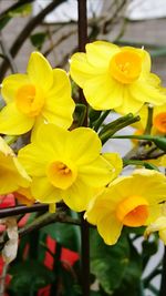 Close-up of yellow flowers blooming outdoors