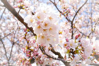 Close-up of cherry blossoms in spring