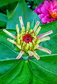 Close-up of flower