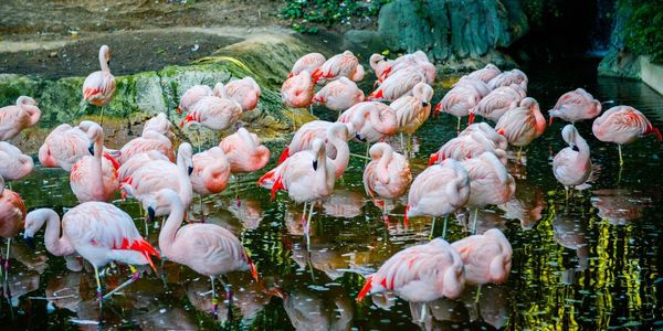 Group of birds in water