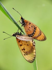 Close-up of butterfly pollinating flower
