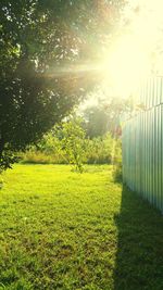 Sun shining through trees on grassy field