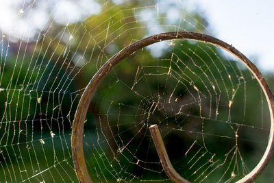 Close-up of water drops on spider web