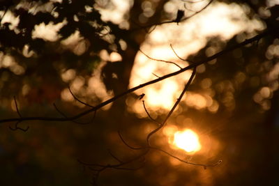 Close-up of silhouette tree against sunset