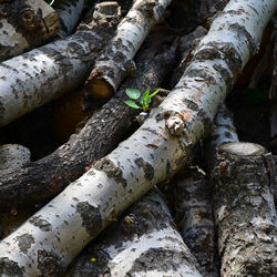 Full frame shot of tree trunk