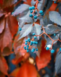 Close-up of berries growing on plant