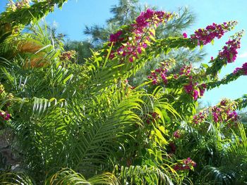 Low angle view of red flowers growing on tree