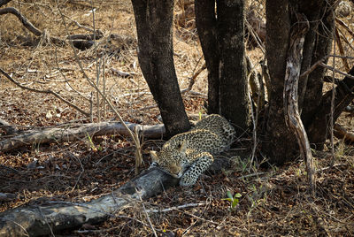 wildlife
