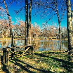 Bare trees by lake