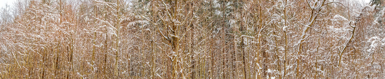 Full frame shot of dry plants on land