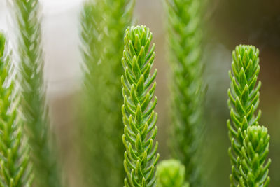 Close-up of pine cones