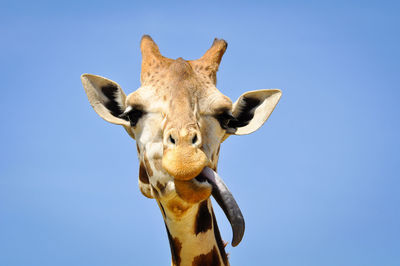 Low angle view of giraffe against clear blue sky