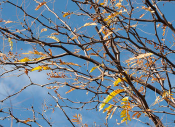 Low angle view of flower tree against clear blue sky