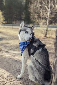 Dog looking away on field