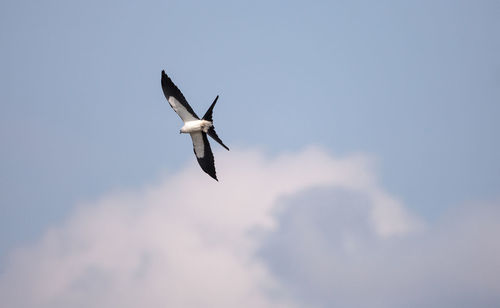 Swallow-tailed kite flies across a blue sky over tigertail beach on marco island, florida