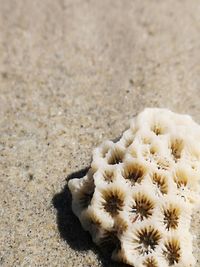 Close-up of white flowers on sand