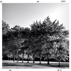 Trees against clear sky