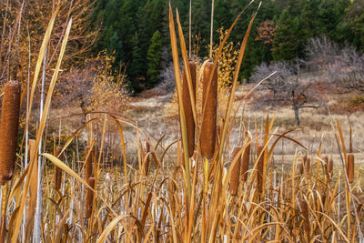 Close-up of crop growing on field