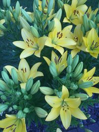 Close-up of yellow flowers