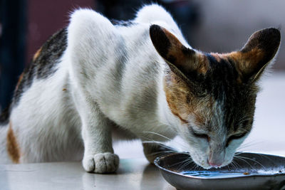 Close-up of cat eating