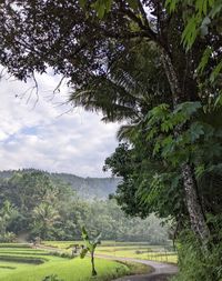 Scenic view of agricultural field against sky