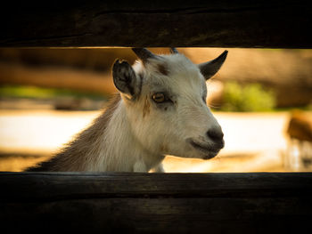 Close-up of kid goat seen through fence