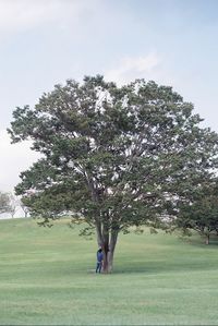 Trees on field against sky