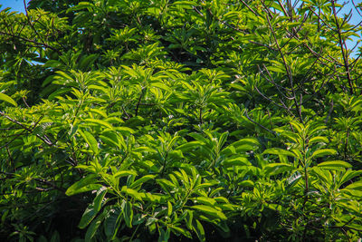 Close-up of green tree