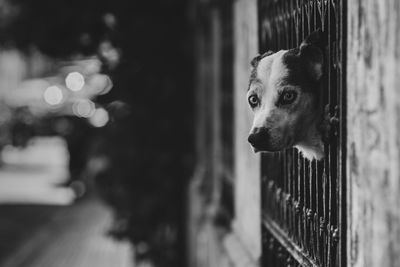 Dog peeping through railing