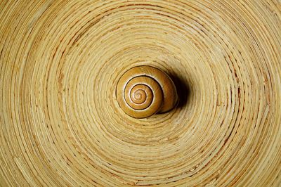 Directly above shot of snail on spiral wooden table