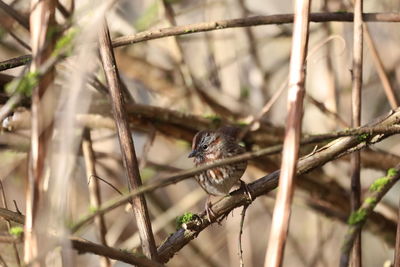 Close-up of bird perching on branch