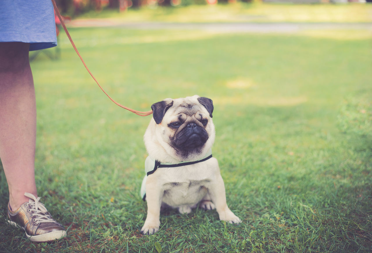 Pug on the leash