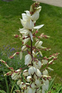 Close-up of white flowers