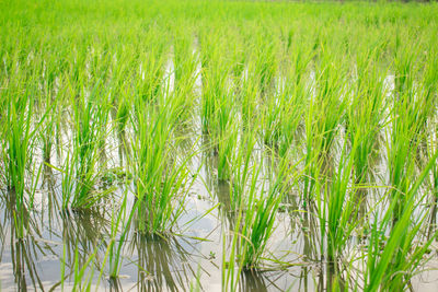 Crops growing on field