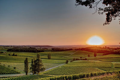 Scenic view of agricultural field against sky during sunset