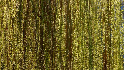 Full frame shot of pine tree in forest
