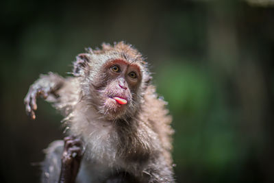 Close-up portrait of a monkey