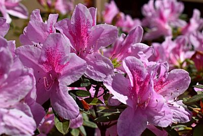 Close-up of pink flowers