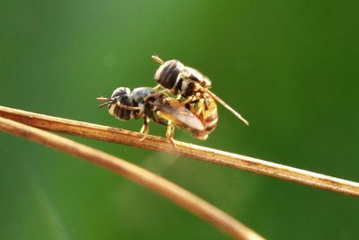 Close-up of insect on leaf