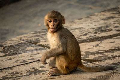 A monkey in kathmandu