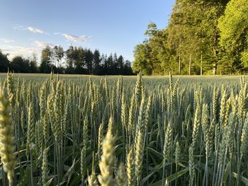 View of stalks in field against the sky